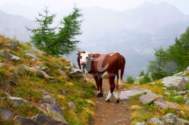 Hiking with cows in the mountains