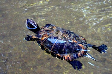 Une tortue d'eau douce
